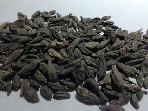 seed_lac